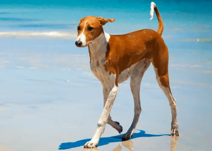 Azawakh walking on the beach