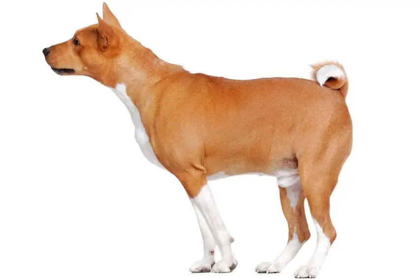 Basenji dog breed on white background