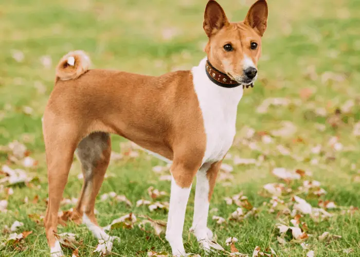 Basenji at the park