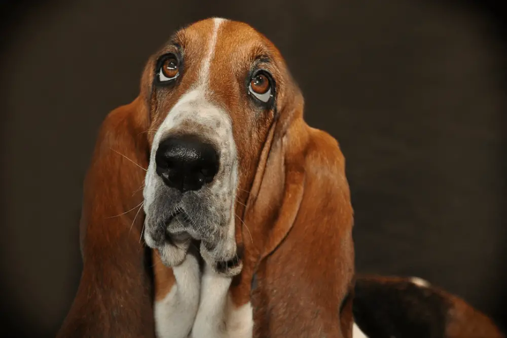 Basset hound looking up