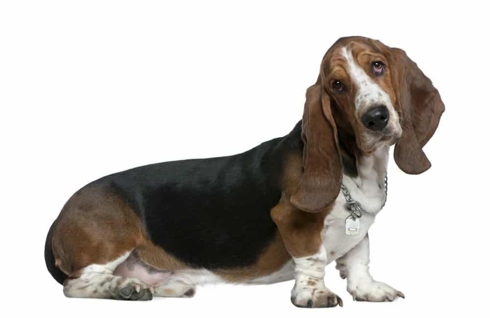 Basset hound on white background