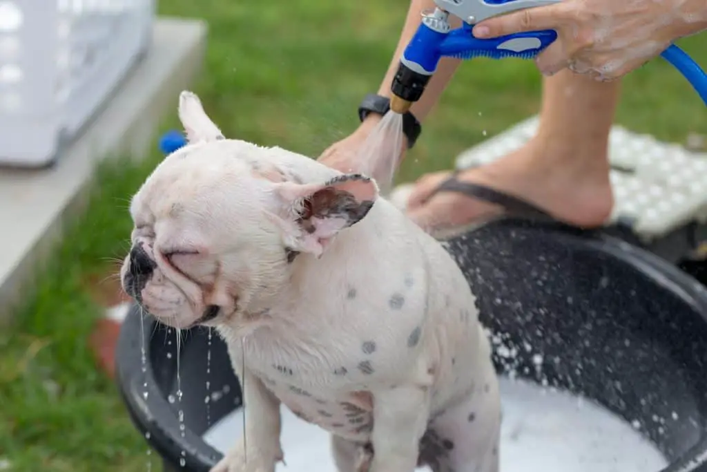 Bathing a French Bulldog