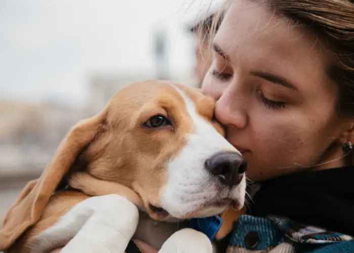 Beagle being hugged by its owner