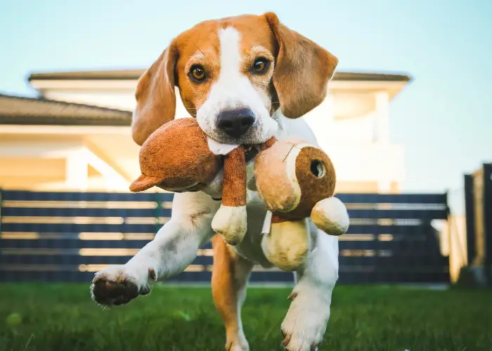 Beagle dog playing fetch