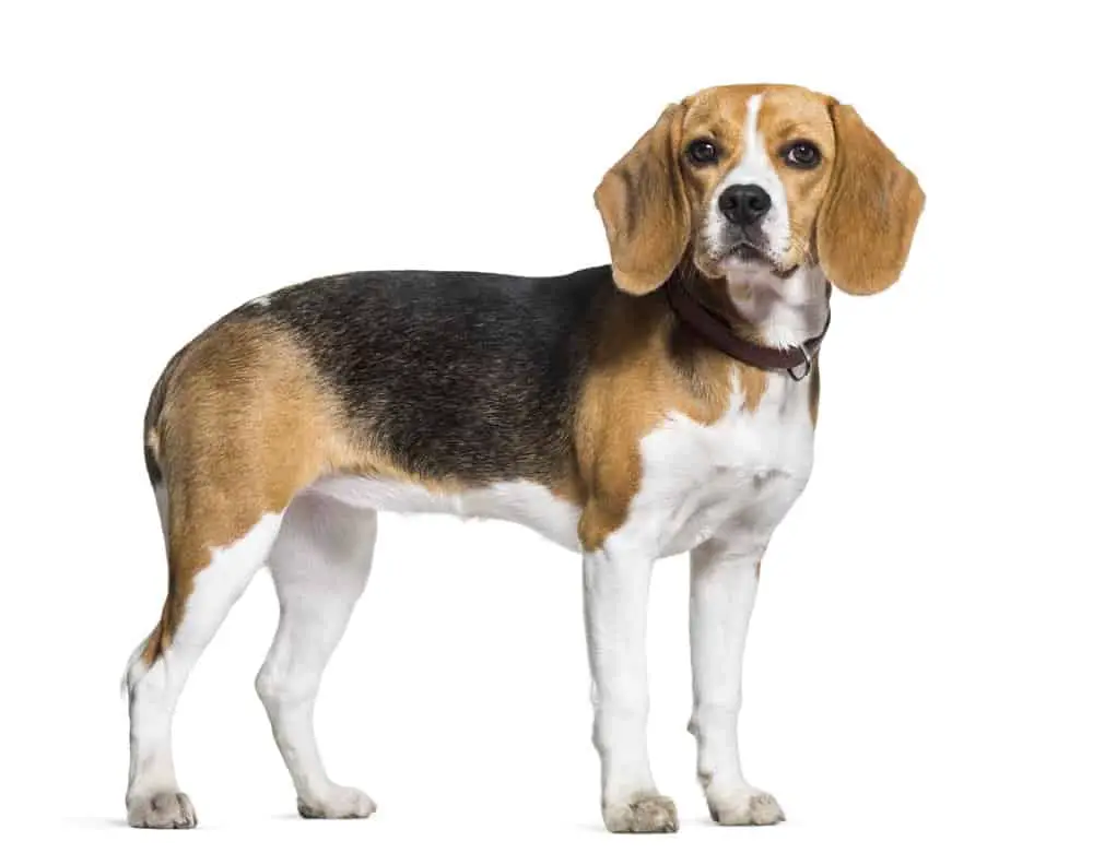 Beagle dog standing against a white background