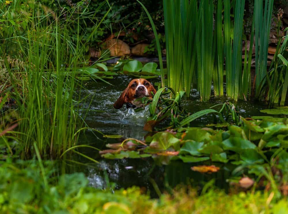 Beagle dog swimming and crossing a pond
