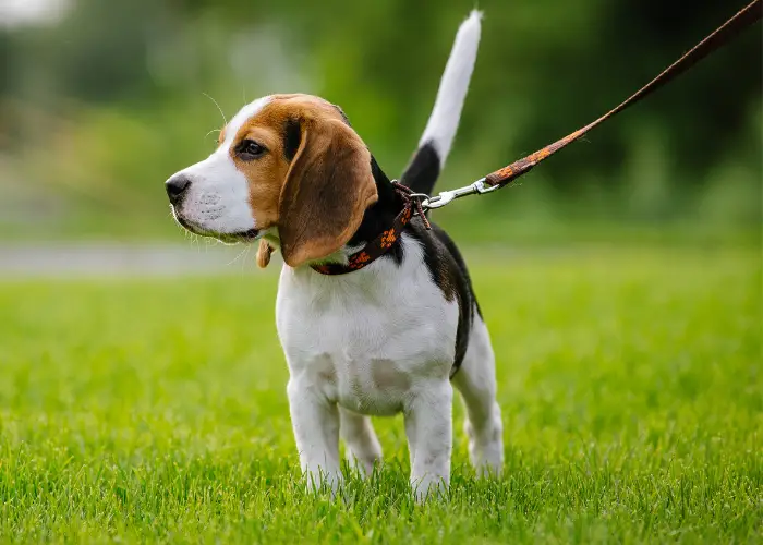 Beagle on a leash walking in the grass