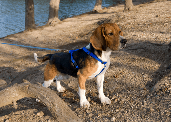 Beagle on leash standing near the lake