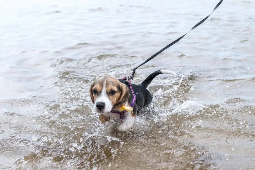 Beagle puppy swimmimng for the first time