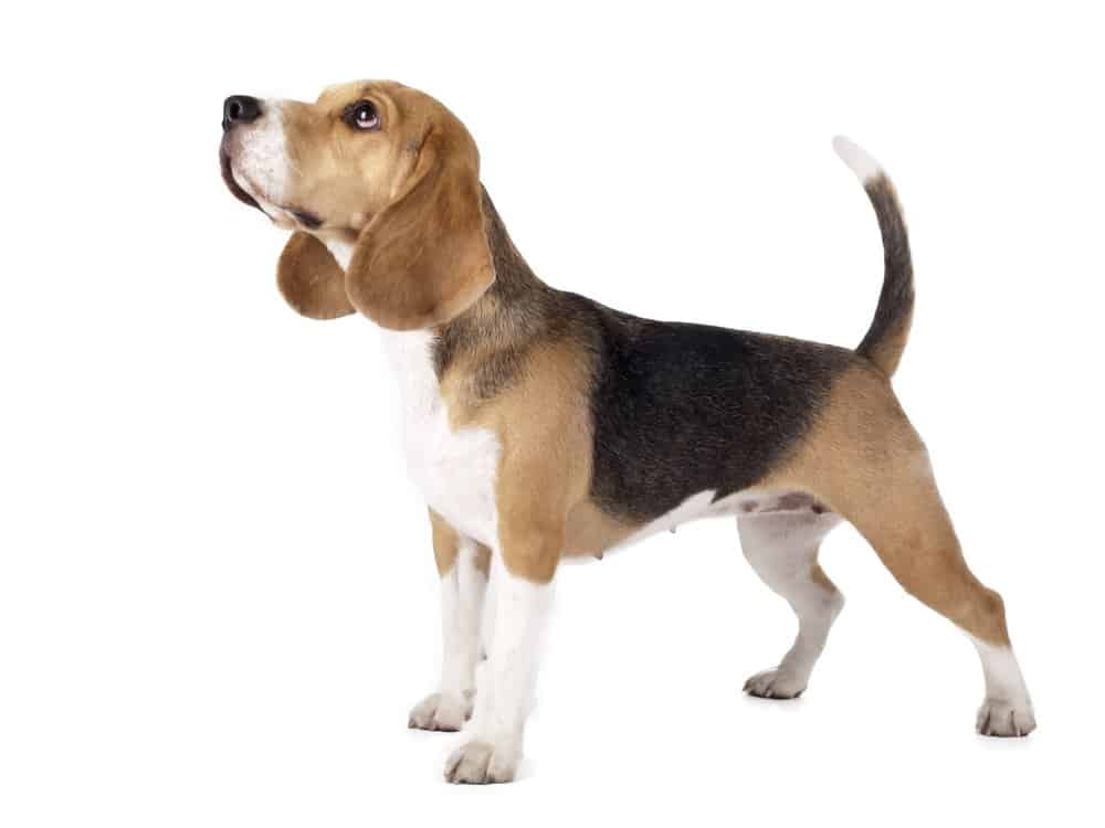 Beagle on white background
