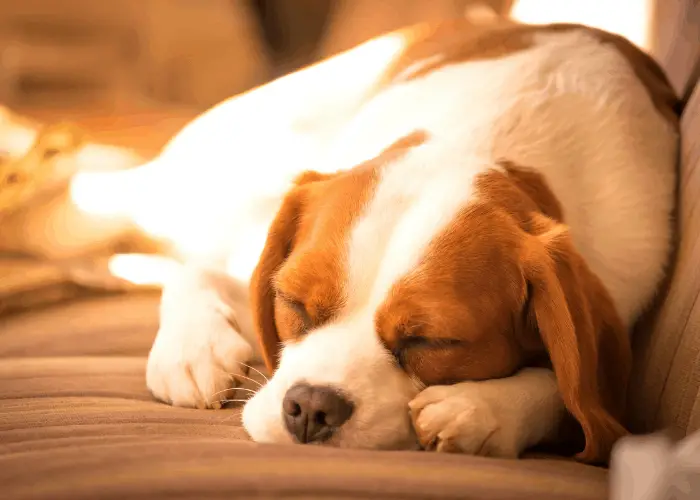 Beaglier dog sleeping on the couch