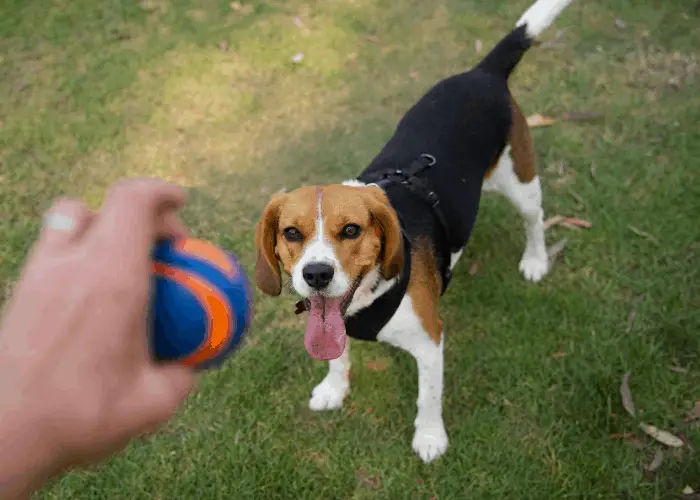 Beaglier playing fetch with owner