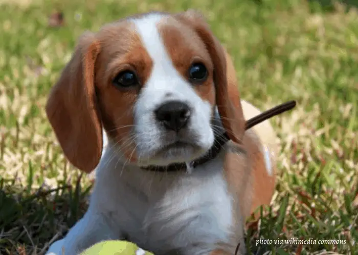 Beaglier puppy playing with the tennis ball on the lawn