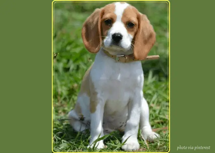 Beaglier puppy with yellow frame on green background