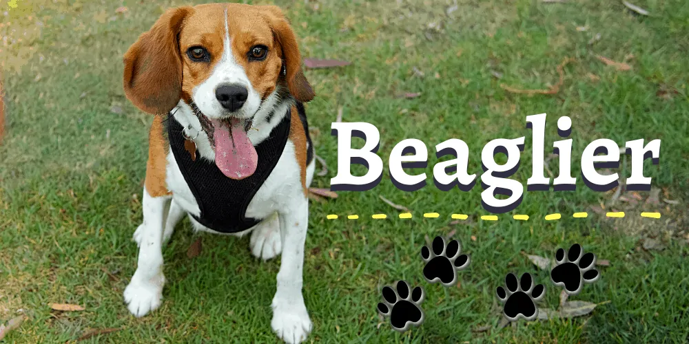 Beaglier dog on the lawn