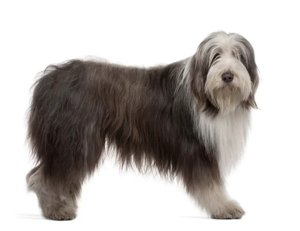 Bearded Collie on white background