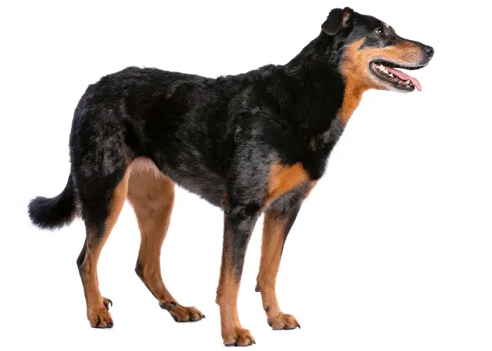 Beauceron standing on white background and looking to its left 