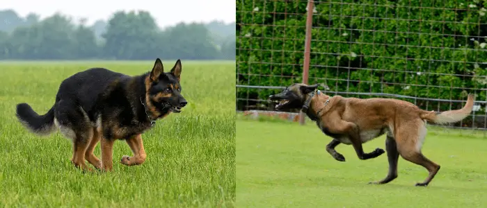 Belgian Malinois vs. German shepherd exercising