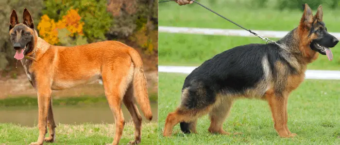 Belgian Malinois and German shepherd showing their coats