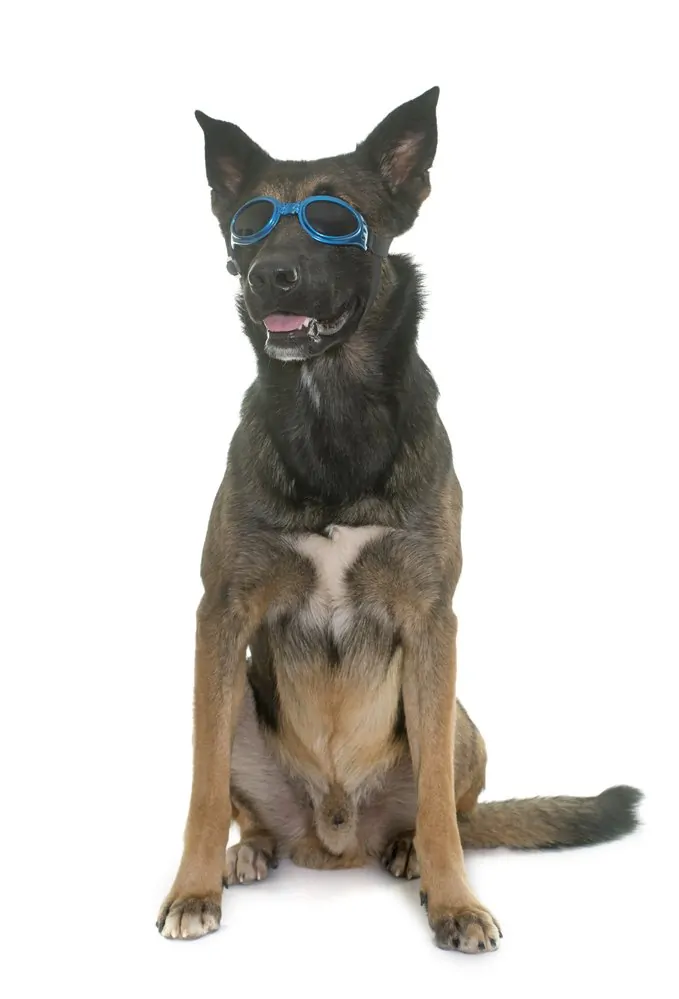 belgian malinois with goggles on white background