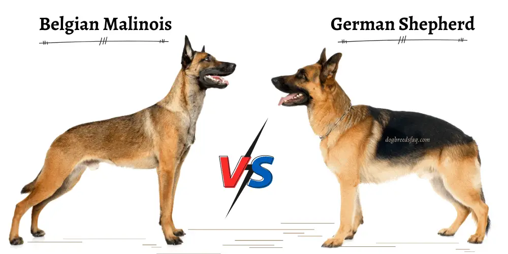Belgian Malinois vs. German Shepherd comparison on white background