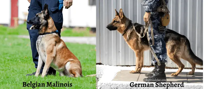 Belgian Malinois vs. German Shepherd for Police Work side vs side photo