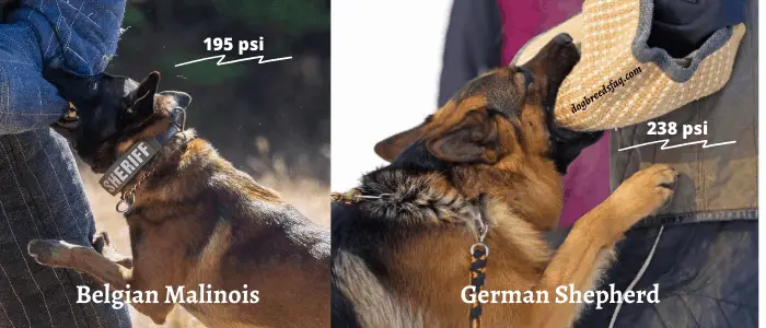 Belgian Malinois vs. German shepherd bite force