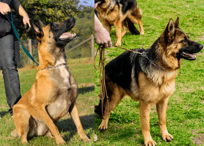 Belgian Malnois vs. German shepherd for protection