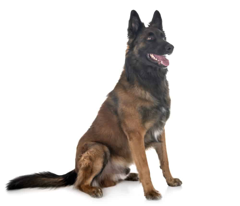 belgian tervuren dog on white background