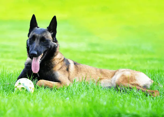 Belgian malinois playing a dog toy at the park lawn