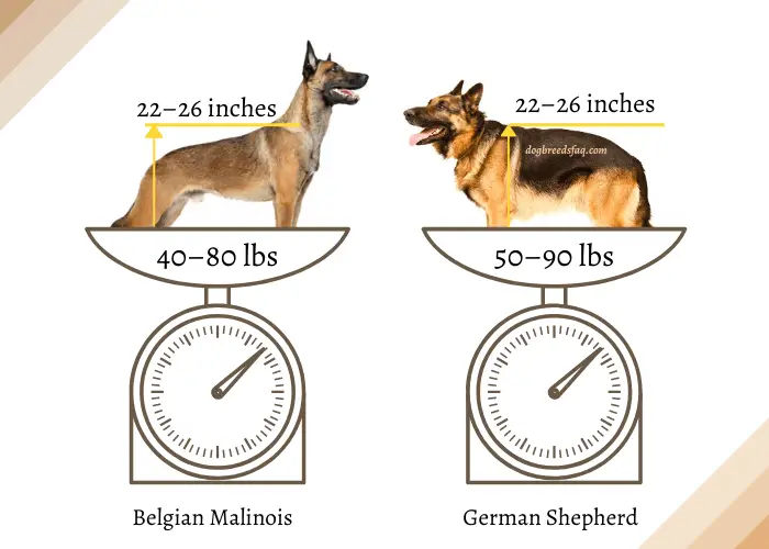Belgian malinois vs. German shepherd size and weight comparison