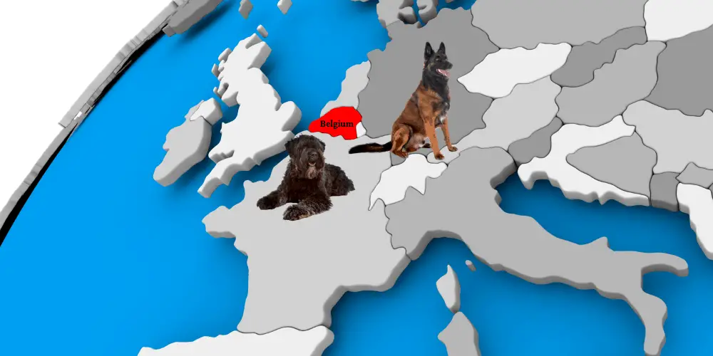 2 Belgium dog breeds on top of the globe
