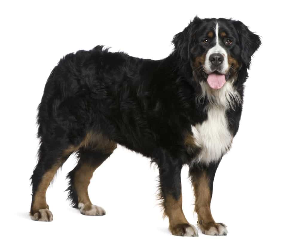 A Bernese mountain dog photgraphed on white background