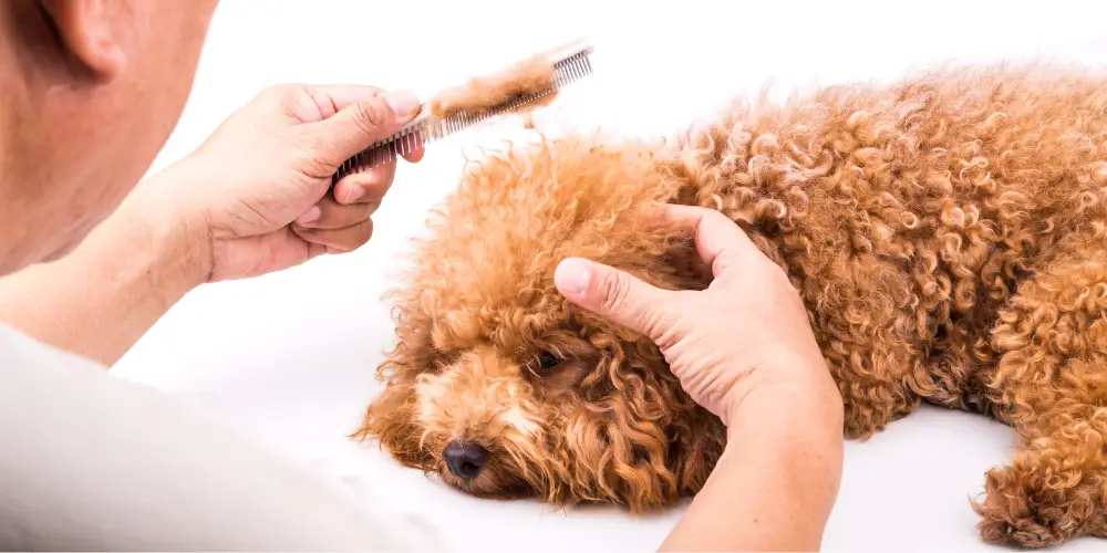Best Dog Brush for Goldendoodle article featured image