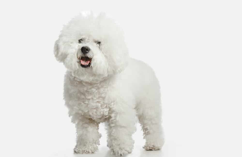 Bichon Frise dog breed on white background