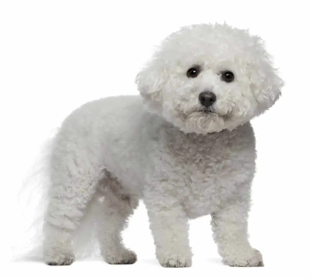 Bichon Frise, standing on white background
