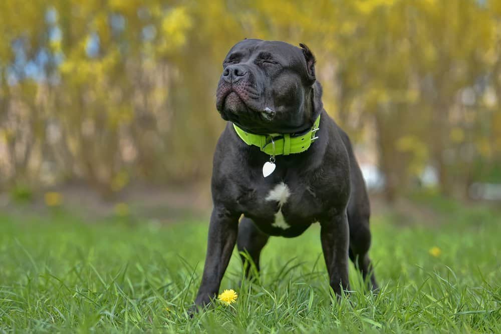 Black American bully dog with green collar standing on the lawn.jpg