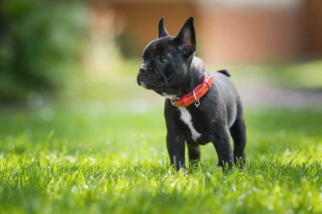 Black French bulldog puppy standing on the lawn