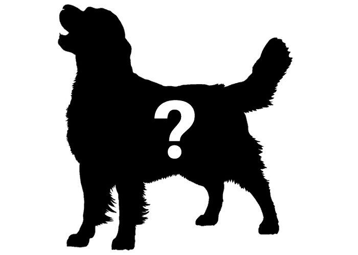 Black Golden Retriever icon on white background