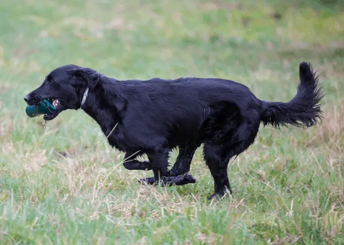 Black Golden Retriever retrieving a toy