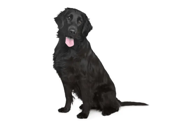 Black Golden Retriever sitting on a white background