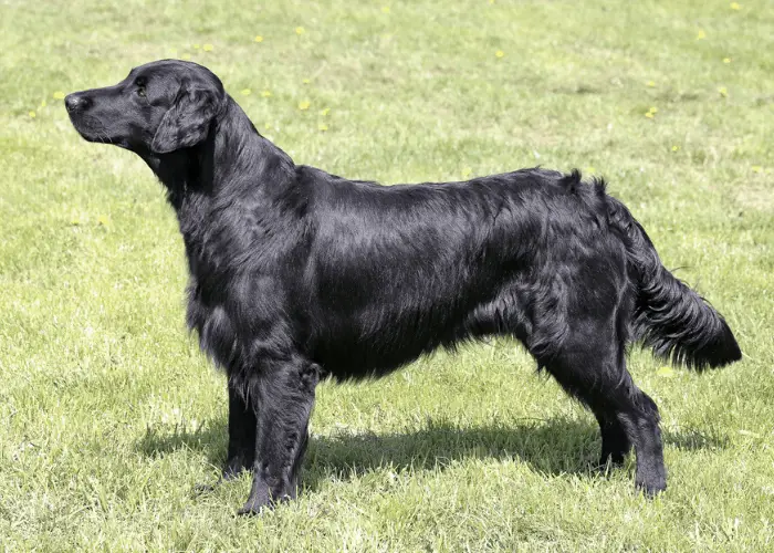 Black Golden Retriever standing on the lawn