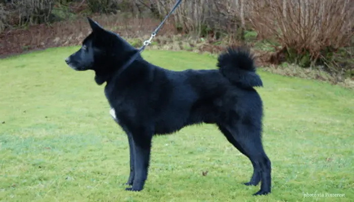 Black Norwegian Elkhound standing on the lawn photographed sideways