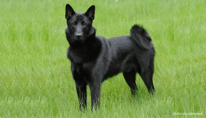 Black Norwegian Elkhound standing on the lawn