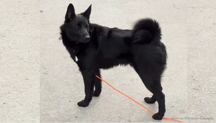 Black Norwegian Elkhound with orange leash