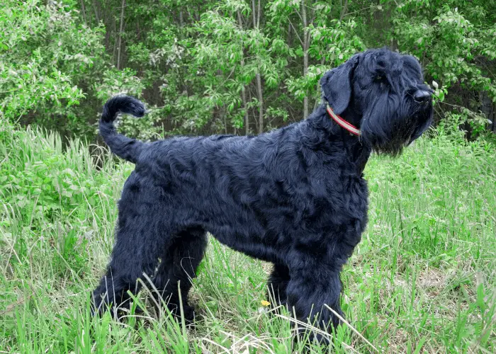 Black Russian Terrier in the forest