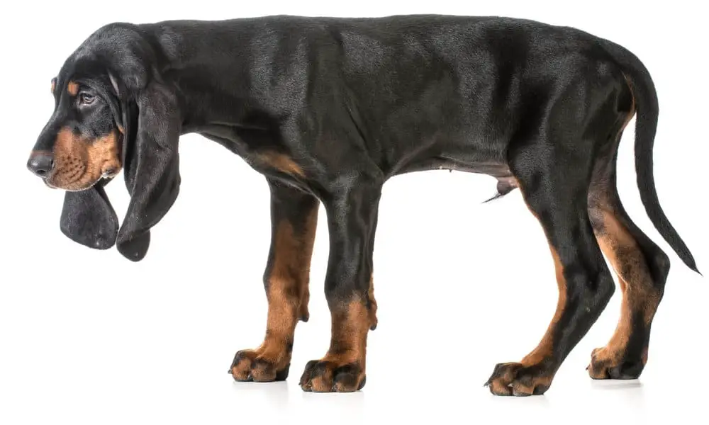 black and tan coonhound on white background