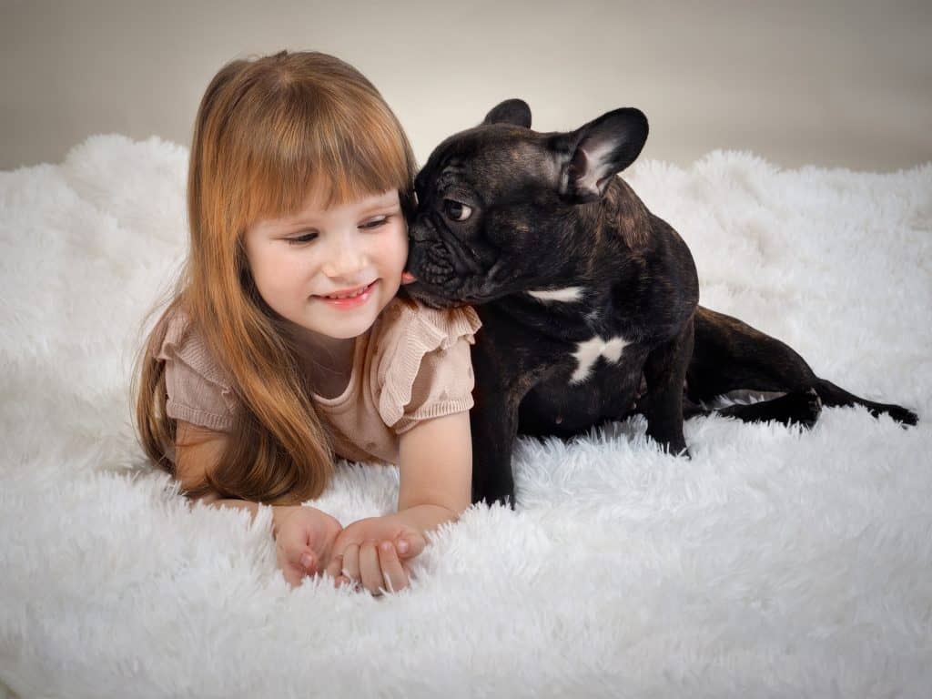 Black french bulldog licking girl's face