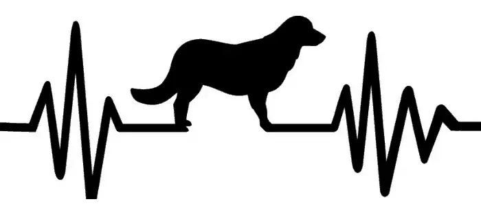 Black golden retriever with heartbeat and pulse line silhoutte