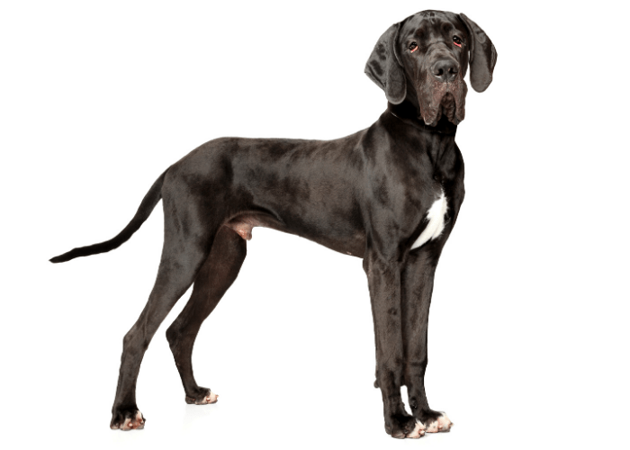 Black great dane standing on white background